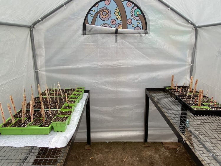 A photo of the inside of the greenhouse with 2 tables with seeds on top.