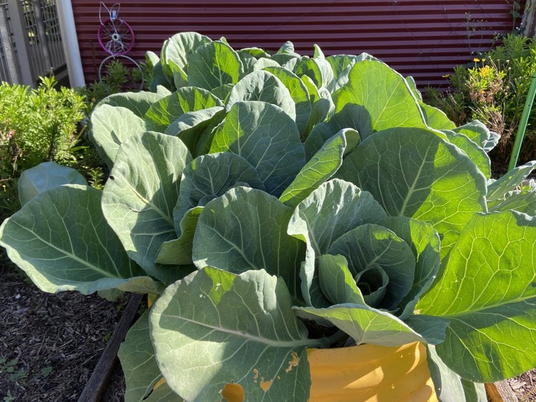 some vegetables in the garden.