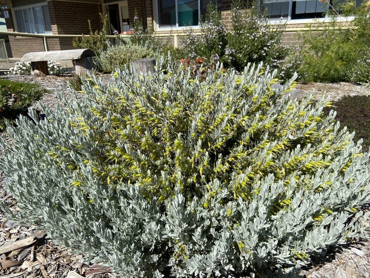 a close up of a native shrub with other shrubs and seating in the background.
