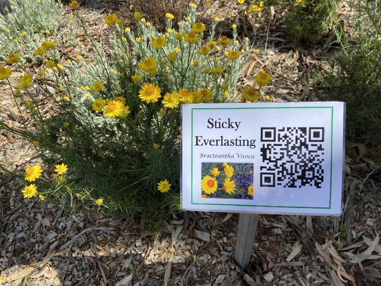 A sign in the garden showing the name of the plant, with an image of the plant and a QR code to scan.