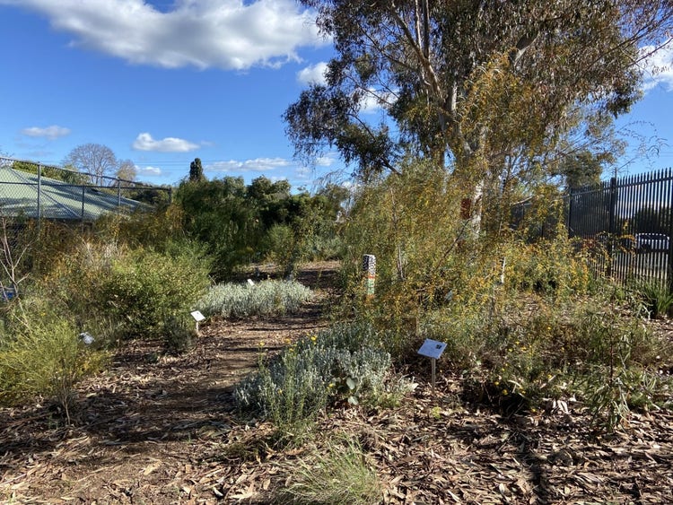 a photo of a section of the Yindyamarra Garden.