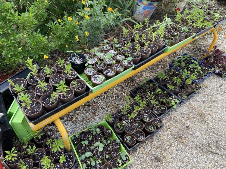 a table filled with plants and seedlings.