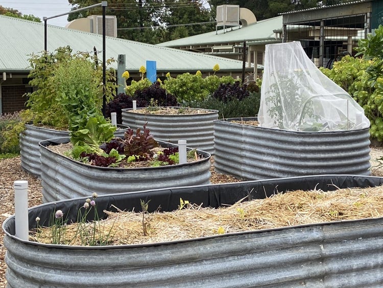 5 of our wicking garden beds with vegetables planted in them.