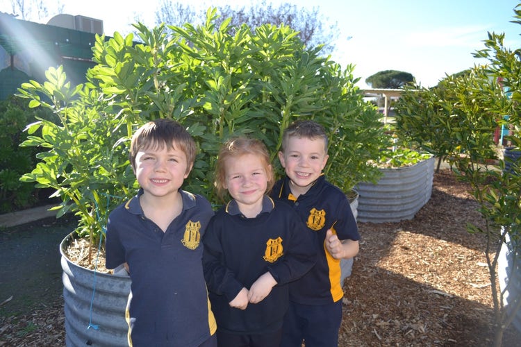 3 students standing in front of the beans growing in the Sunshine Garden.
