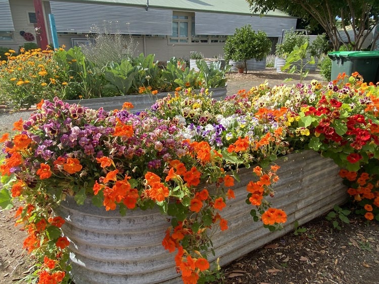 One of our garden beds with vibrant bright orange, yellow, purple, white and red flowers blooming.